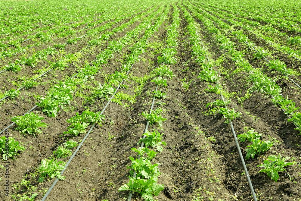 Beds of potato bushes on plantation Beds of potato bushes on plantation