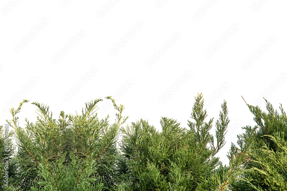 pine leaf background on white background
