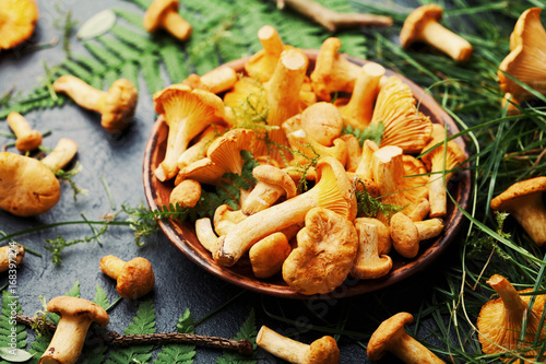 Raw yellow mushrooms chanterelle (cantharellus cibarius) in ceramic plate with forest plants on black kitchen table. photo