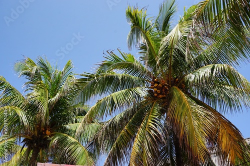 Fototapeta Naklejka Na Ścianę i Meble -  Palmen auf Kuba, Karibik