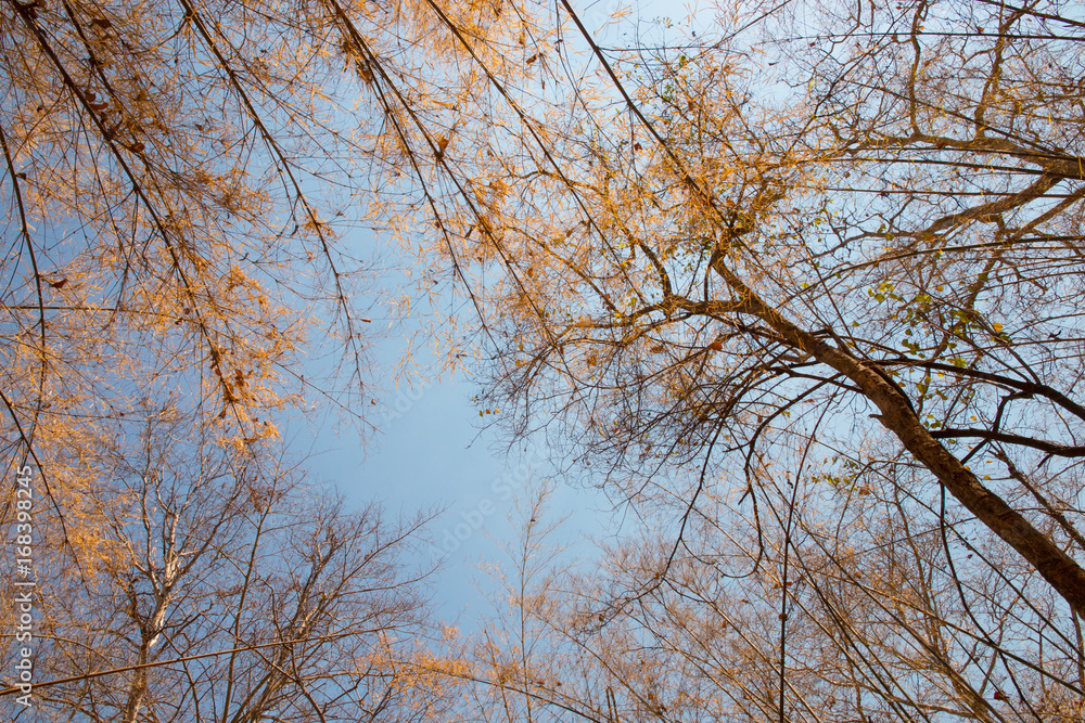 tree branch abstract background tree branch abstract background