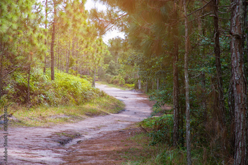 Walkway with tree in wild, Beauty nature scene. Walkway with tree in wild, Beauty nature scene.