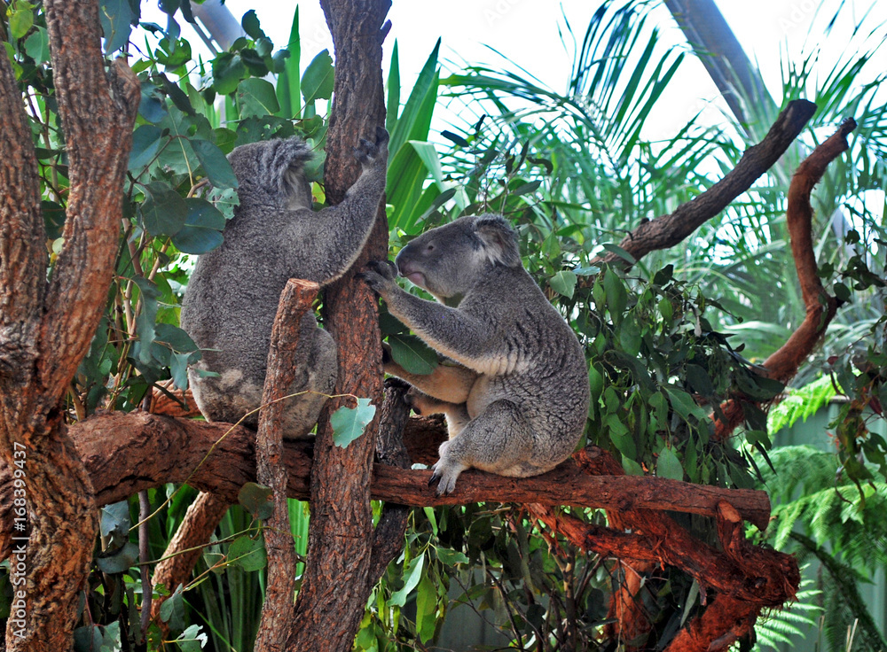 Obraz premium Two Koalas holding a tree trunk in Sydney