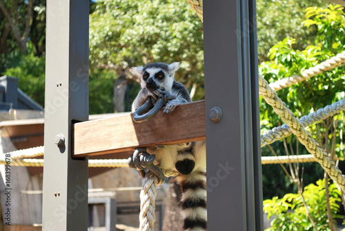 Ring-tailed lemur bachelor showing skepticism on a sunny day