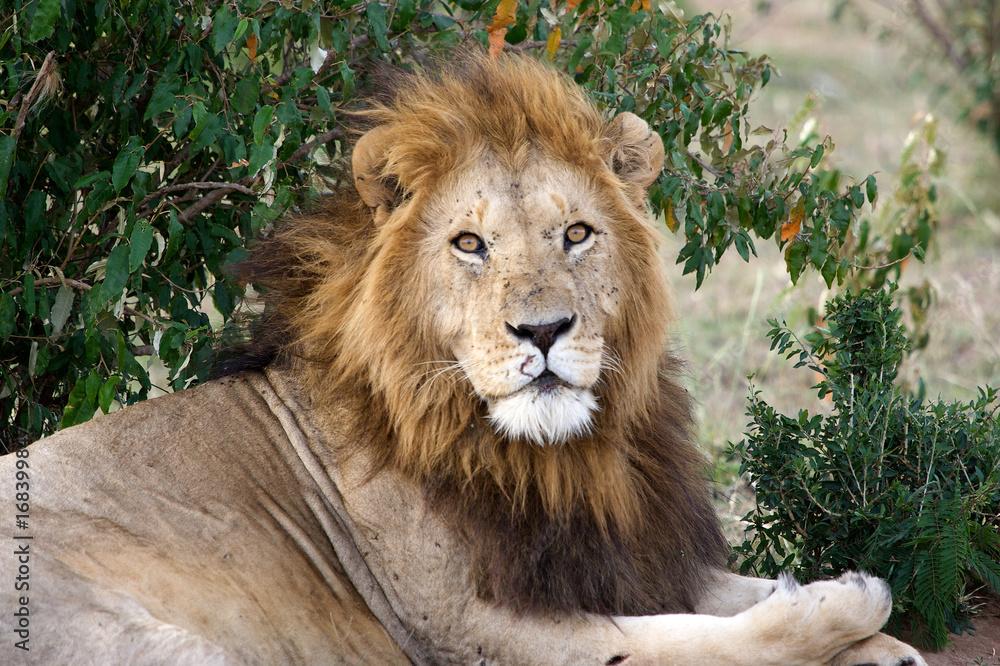 Lion (Panthera leo) Lion (Panthera leo)