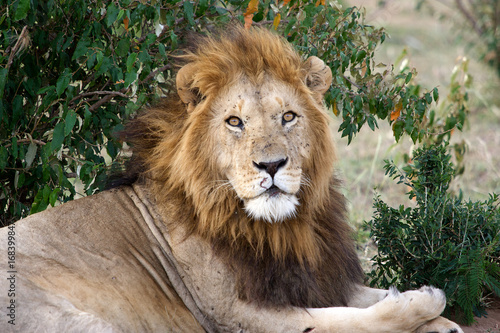 Fototapeta Naklejka Na Ścianę i Meble -  Lion (Panthera leo)