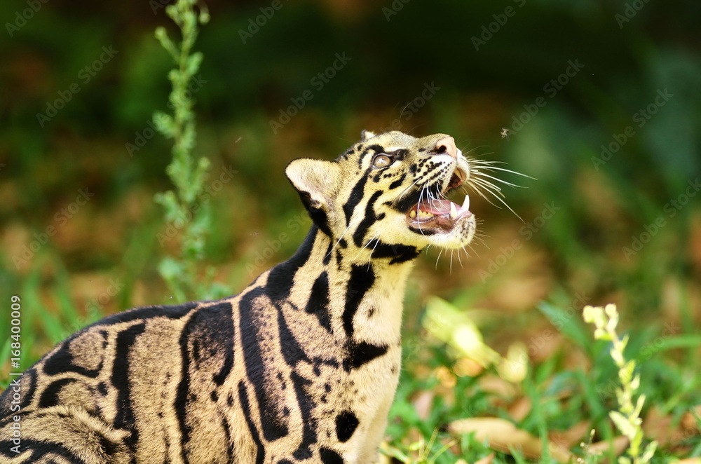 Naklejka premium Clouded Leopard (Neofelis Nebulosa)