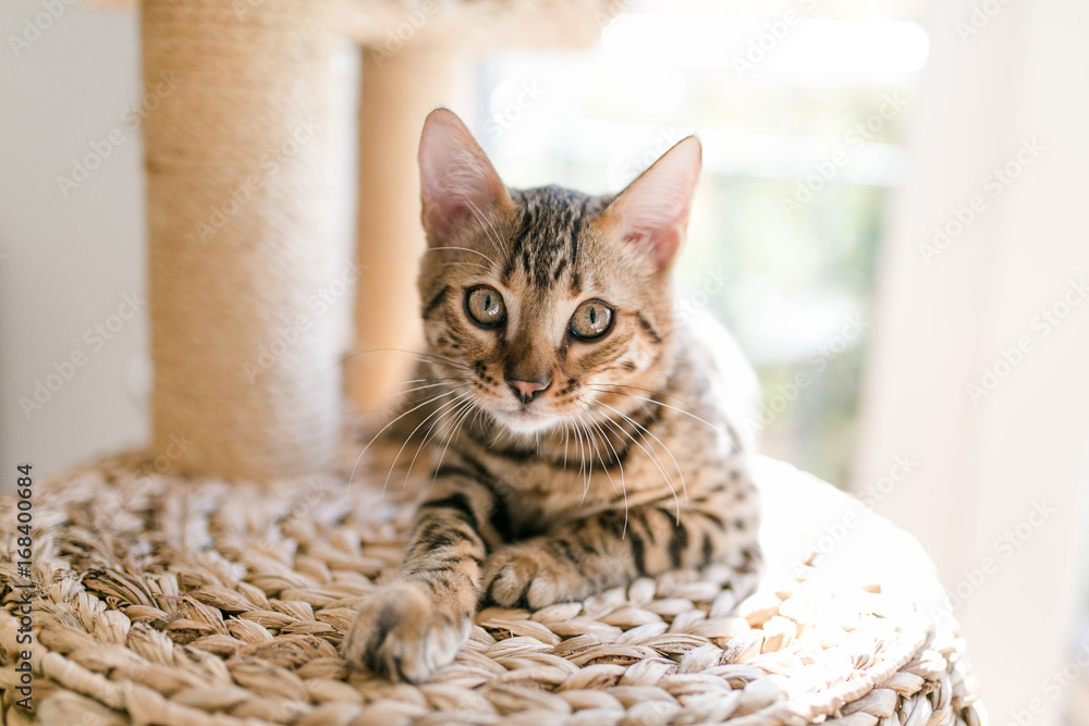 Fototapeta premium Kot bengalski w drapaku na słońcu