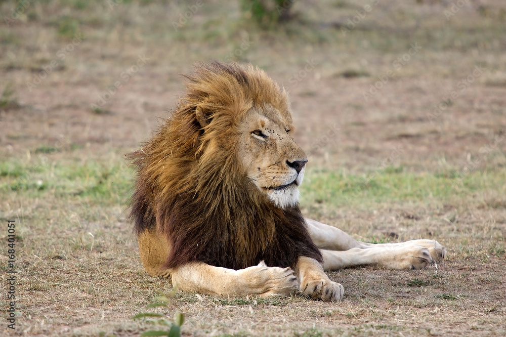 Lion (Panthera leo) Lion (Panthera leo)