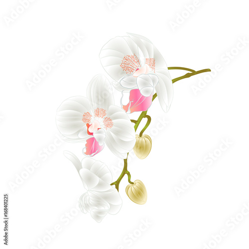 Beautiful  Orchid  Phalaenopsis stem with white flowers and  buds closeup  vintage  vector editable illustration hand draw
