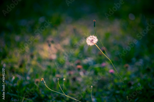 Fototapeta Naklejka Na Ścianę i Meble -  fluffy dandelion flower on a thin long stalk in the middle of the blurred background of green grass