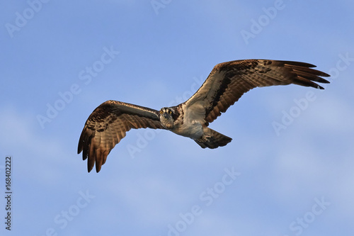 Osprey  Pandion haliaetus 