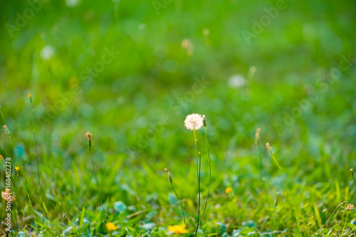 Fototapeta Naklejka Na Ścianę i Meble -  fluffy dandelion flower on a thin long stalk in the middle of the blurred background of green grass