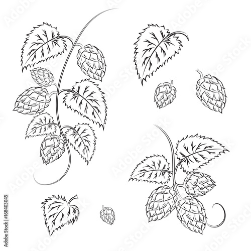 set: tendril hops and cones. Brewing. Ingredient. Vector.