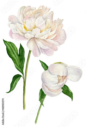 Watercolor illustration of a white peonies with leaves and Bud. Set of floral elements isolated on white background