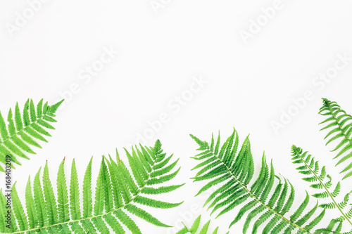 Fern branches pattern isolated on white background. flat lay, top view