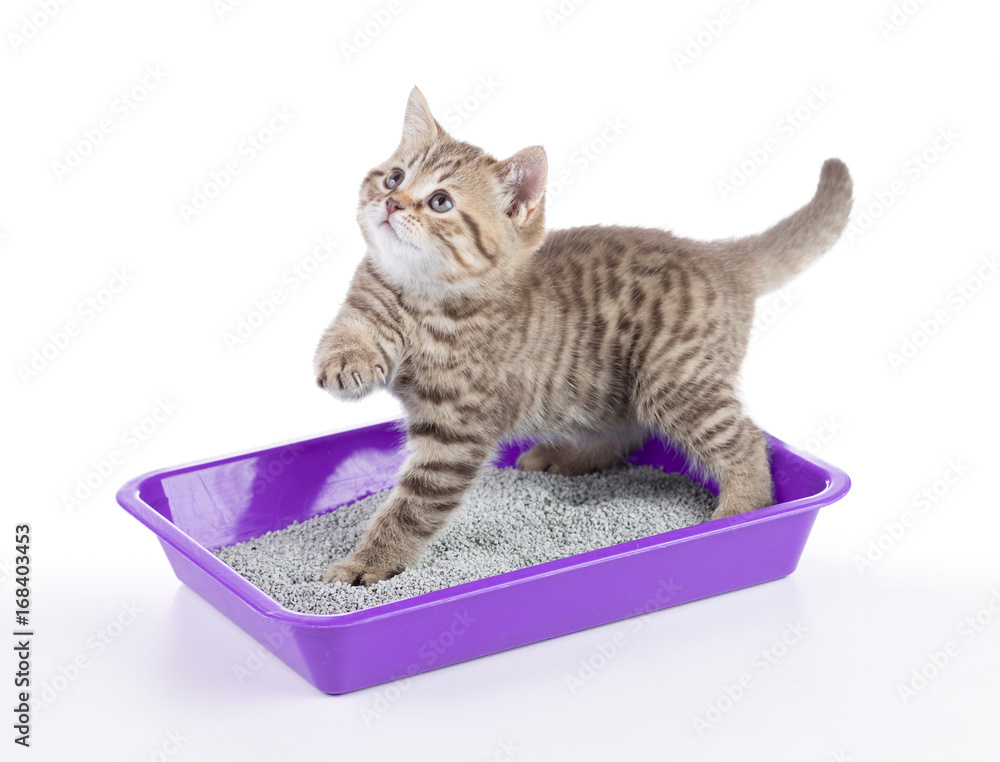 Naklejka premium kot w pudełku taca z kuwetą na białym tle