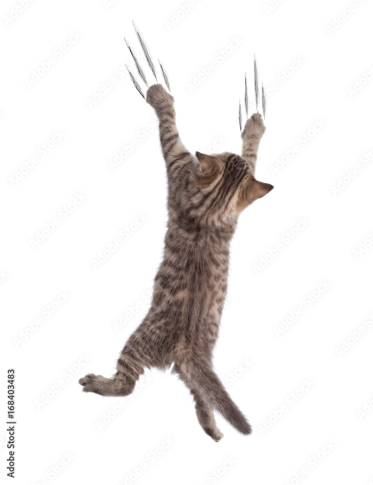 Obraz premium Funny cat clamber isolated