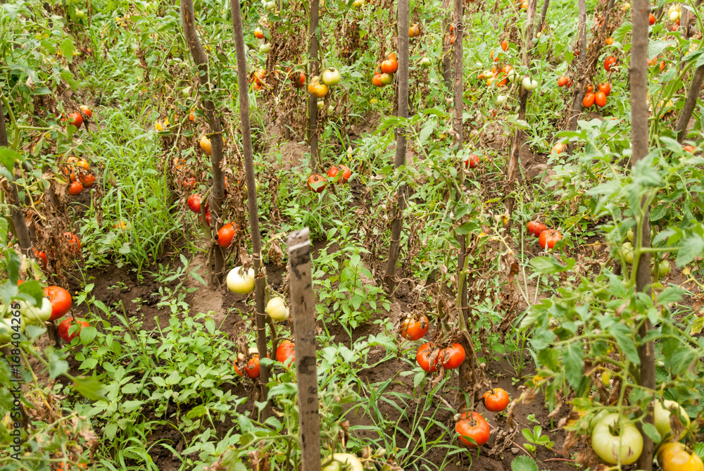 tomato plants with tomatoes ripening in the garden country side organic agriculture concept