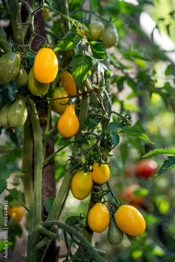 Yellow organic cherry grown in the home garden Yellow organic cherry grown in the home garden