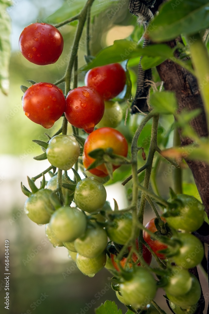 Red cherry grown in the garden, early in the morning