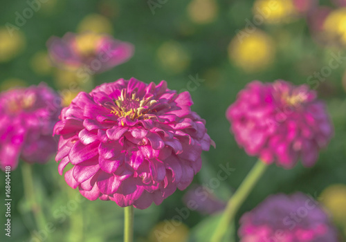 the flower. flower colorful. beautiful flower. pink flower.