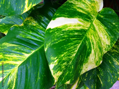 Scindapsus aureus, Epipremnum aureum, Devil's iIvy, Hunter's-robe or Golden pothos