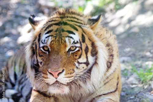 Tiger  Panthera tigris 