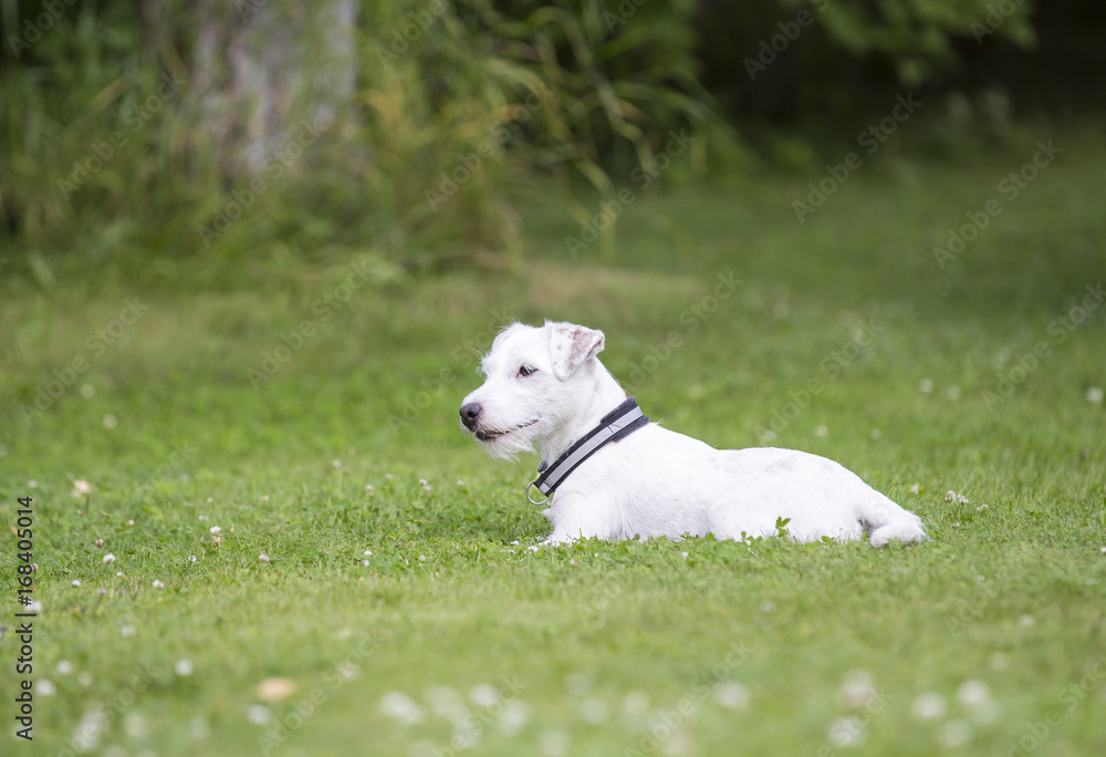 Parson russell terrier puppy outdoors. The puppy is laying on the green grass field. Parson russell terrier puppy outdoors. The puppy is laying on the green grass field.