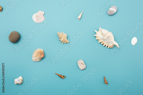 Frame of shells of various kinds on a blue background