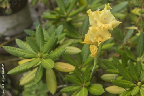 Fototapeta Naklejka Na Ścianę i Meble -  Yellow Gladiolus on green background