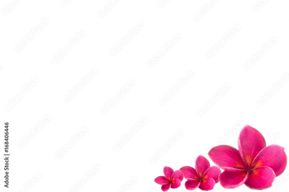 plumeria pink flower with isolated background plumeria pink flower with isolated background