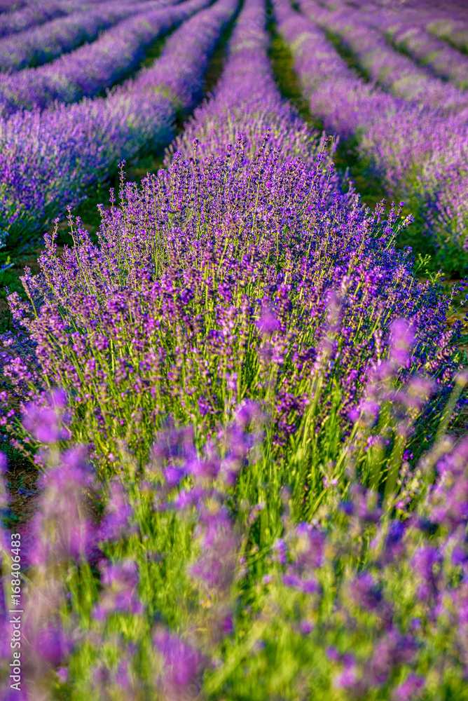 Naklejka premium Levander Fields