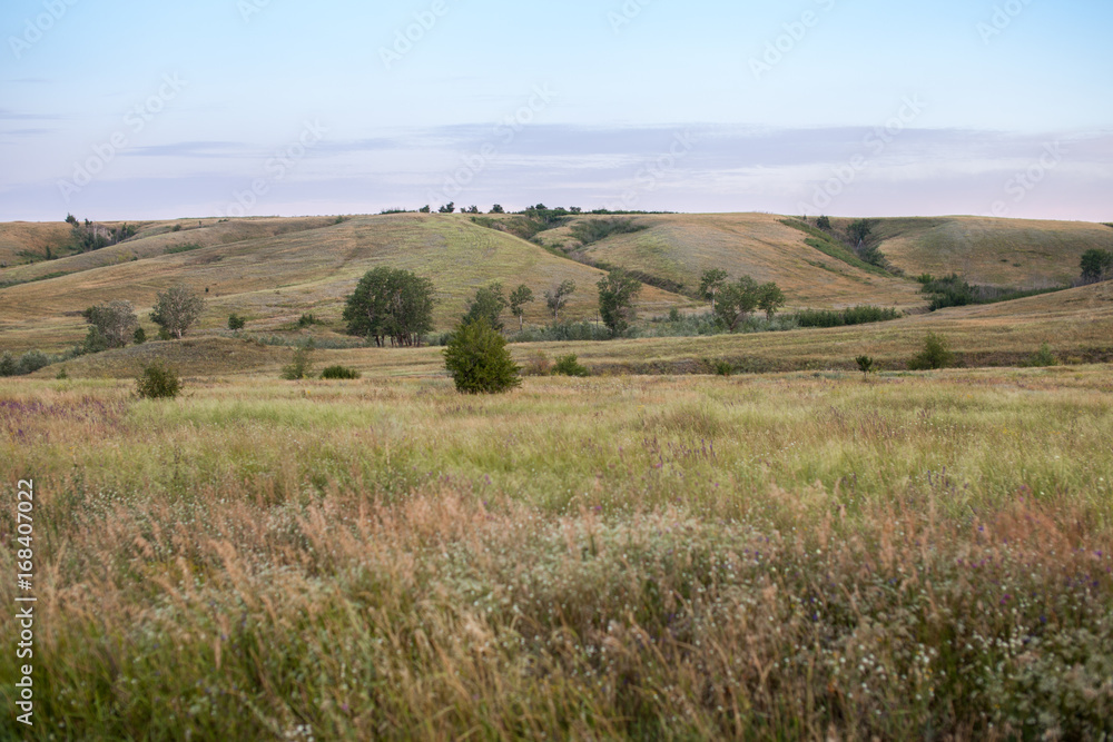 Morning in a field of grasses next to a hill