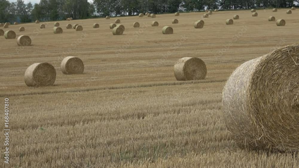 Wheat field after harvest with straw bales. Row of straw bales on the field. Agricultural landscape.
Wheat field after harvest with straw bales. Row of straw bales on the field. Agricultural landscape.