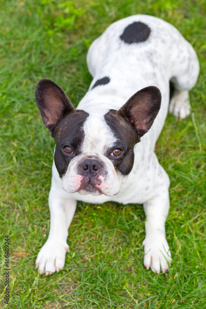 French bulldog in the garden