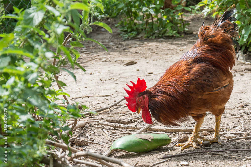 Naklejka premium Rooster 