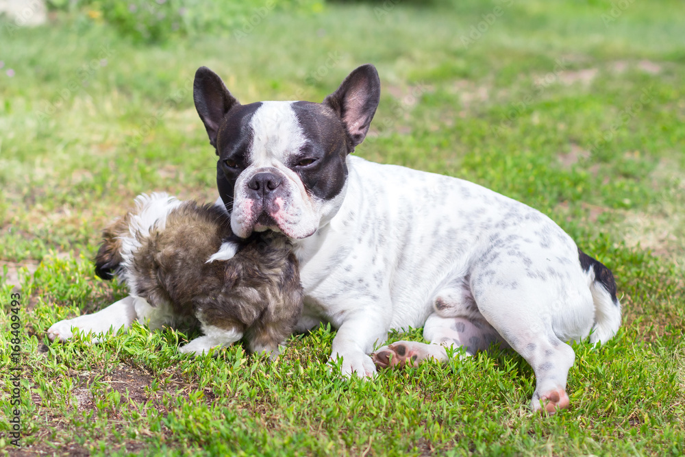 French bulldog with shih tzu puppy on the grass