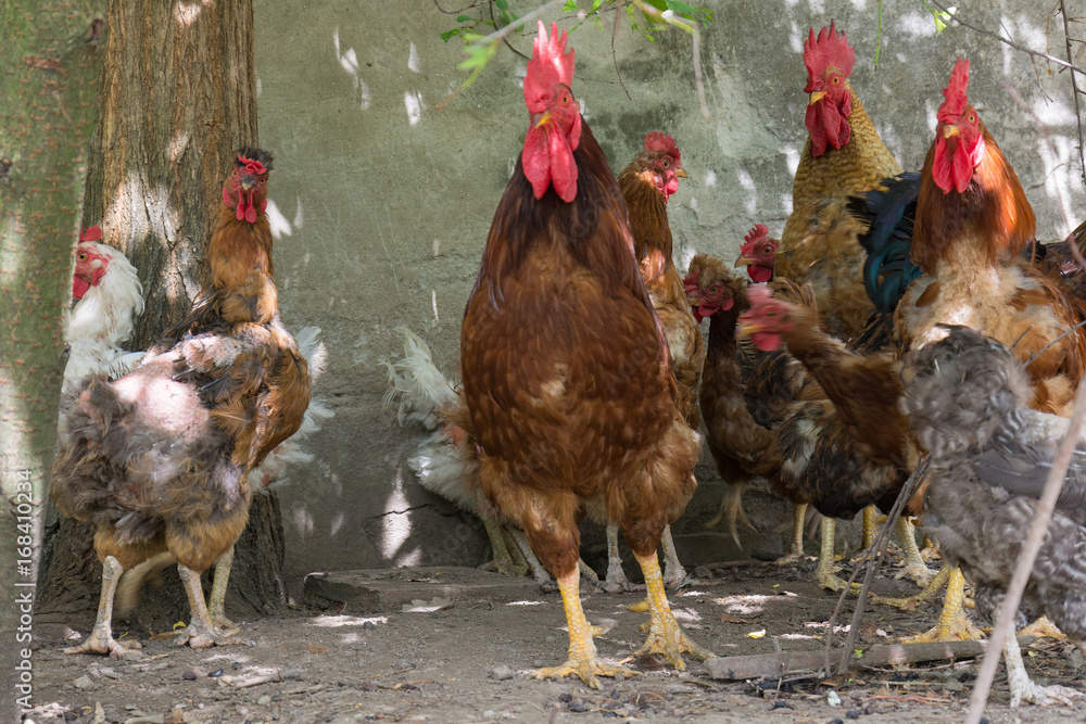 Naklejka premium Hen and rooster on traditional free range poultry farm