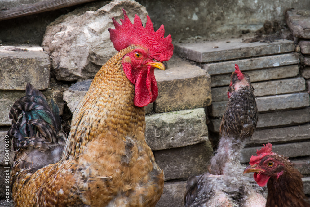 Naklejka premium Hen and rooster on traditional free range poultry farm