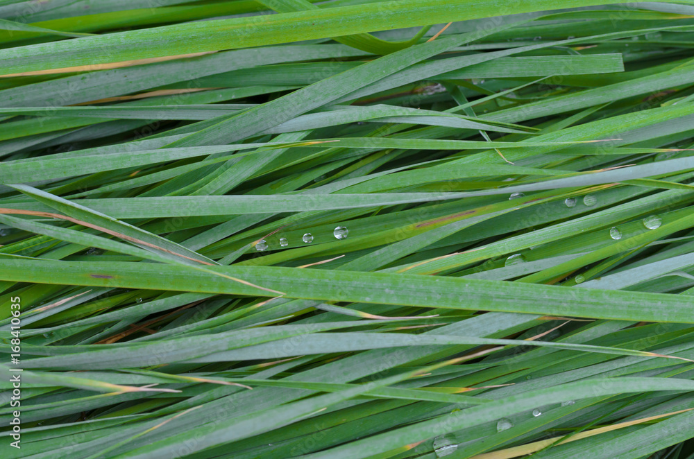 The texture of the wet tall grass. The texture of the wet tall grass.