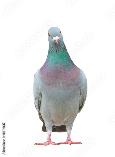 close up full body of homing pigeon bird isolated white background