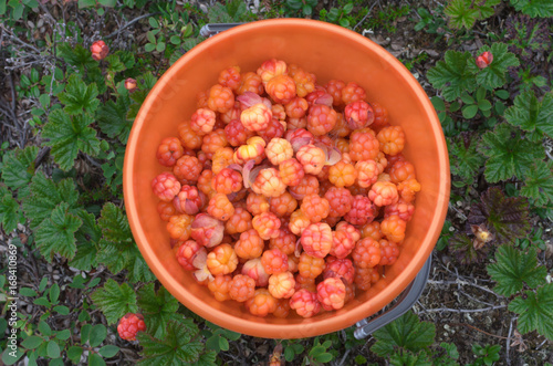 Ripe cloudberries in a bucket in a clearing .