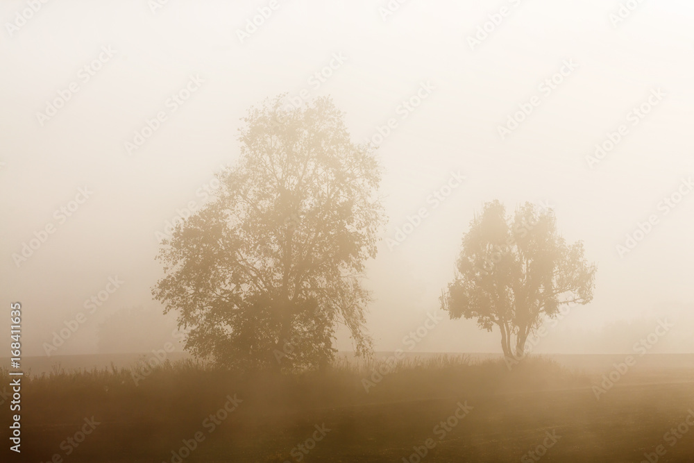 Tree silhouettes in the fog in autumn