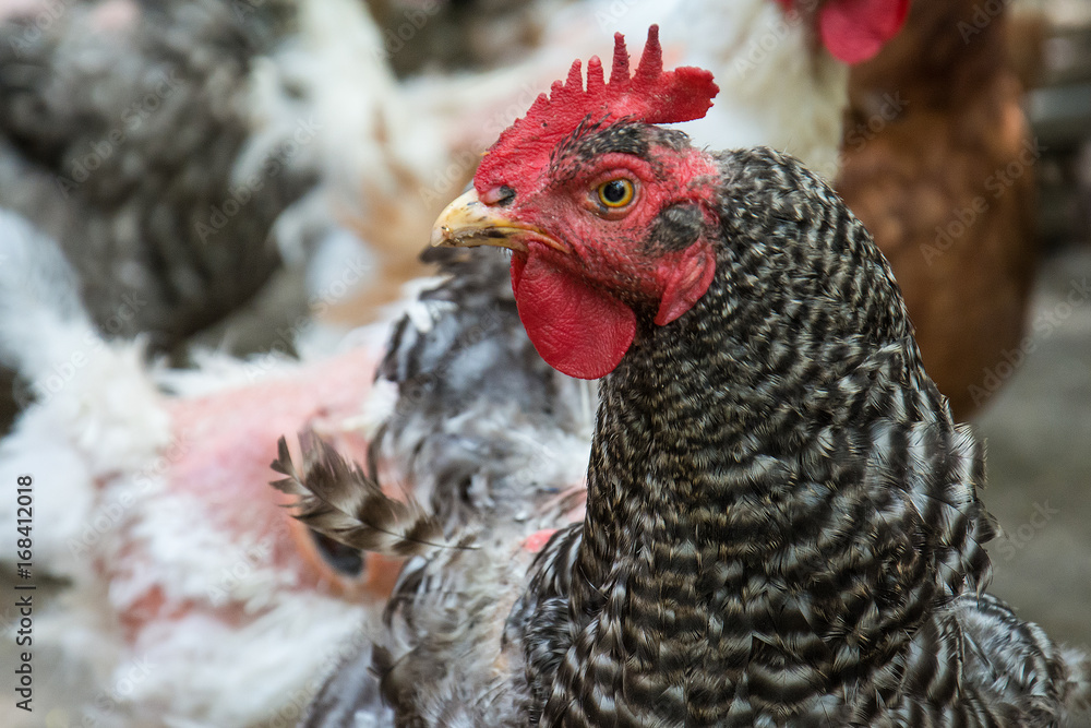 Naklejka premium Chicken Portrait