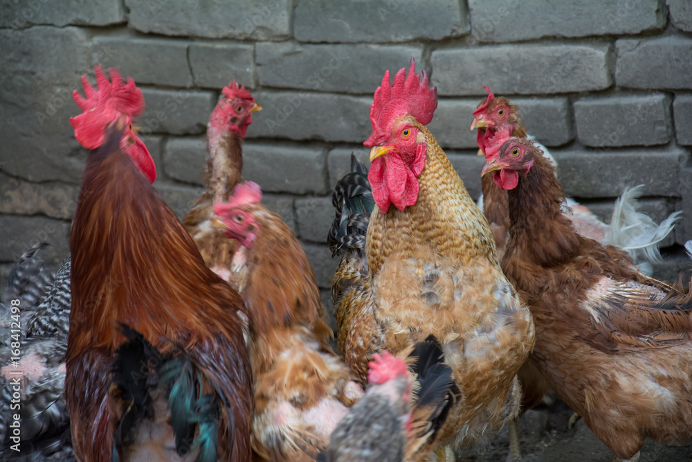 Naklejka premium Hen and rooster on traditional free range poultry farm