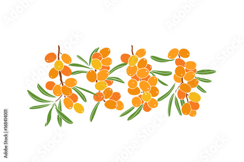 Hand drawn sea buckthorn twigs