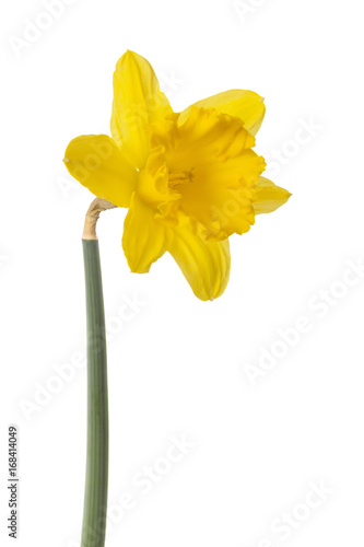 Yellow daffodil flower isolated on white background