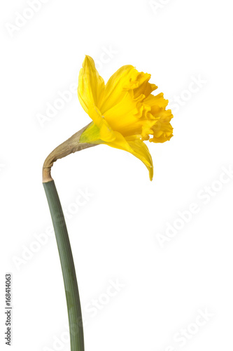 Fototapeta Naklejka Na Ścianę i Meble -  Yellow daffodil flower isolated on white background