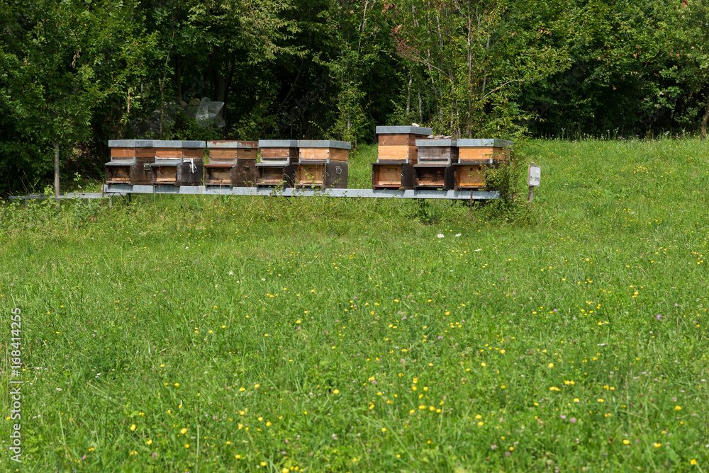 Row of honey in the meadow Row of honey in the meadow